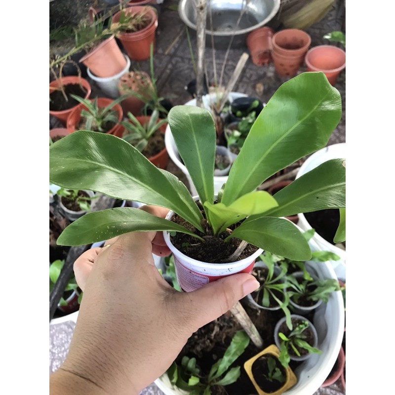 [ Chuẩn Giống F1 ] Cây tổ quạ cây giống mini