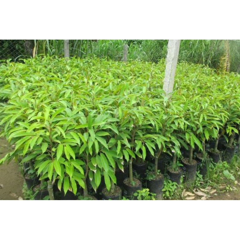 Cây giống sầu riêng chuồng bò