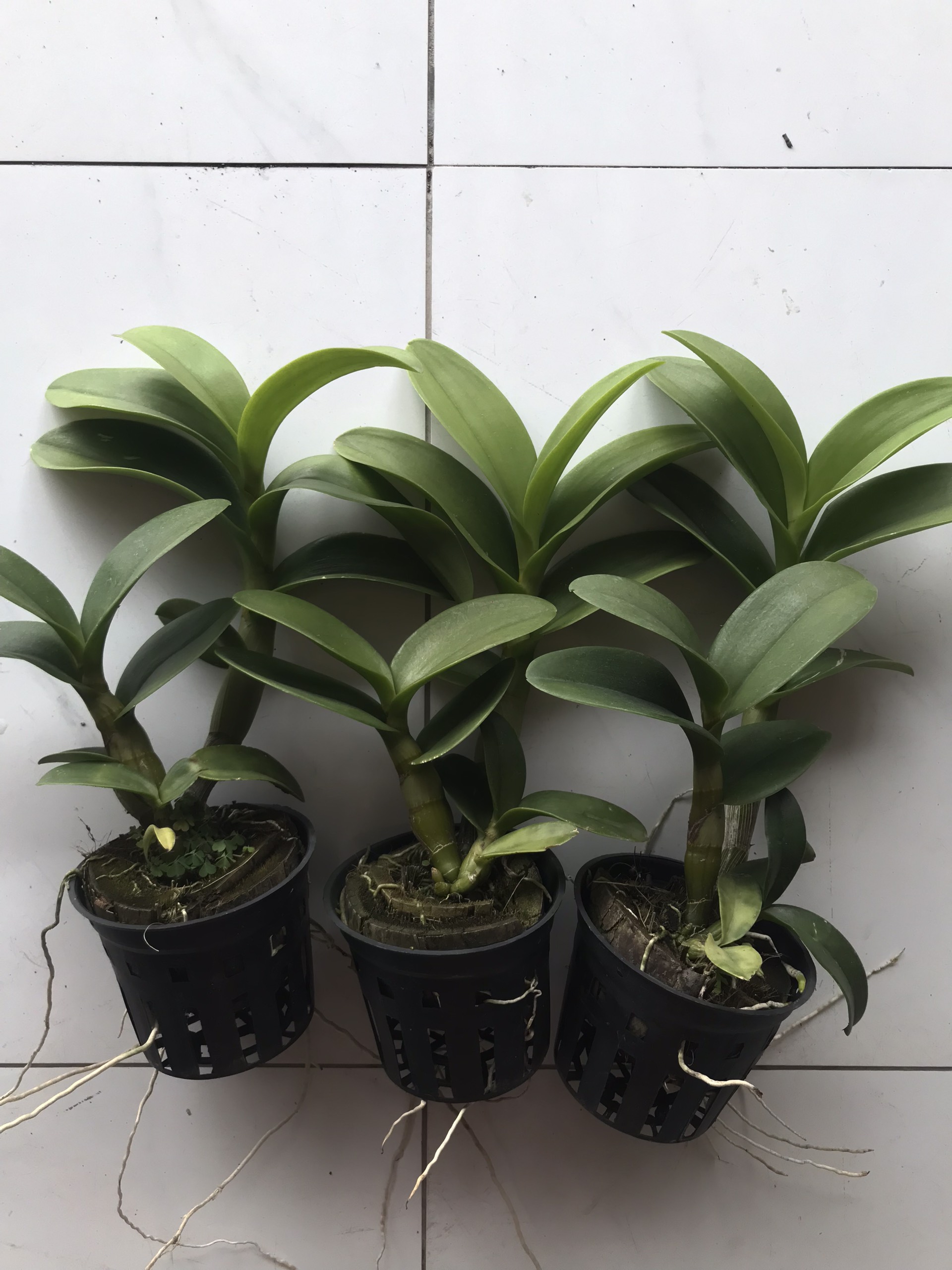 hoa lan nắng bò vàng