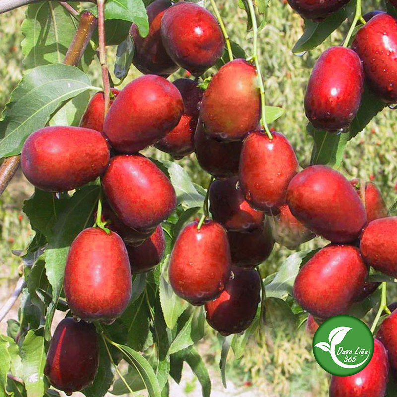 Táo đỏ sấy khô (500gam) - DL110