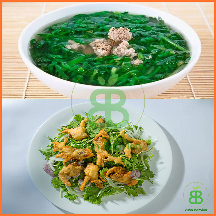 Hạt Giống Cải Ngọt Đuôi Phụng Cao Sản 20GR