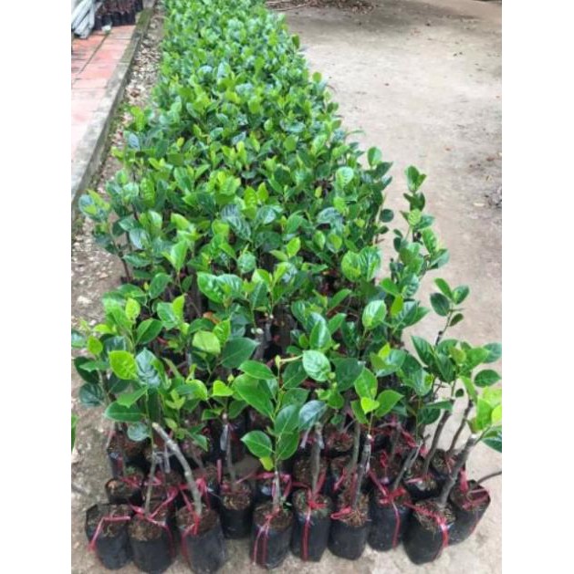 Mít không hạt cam kết chất lượng (tặng 2 cây quế giống)