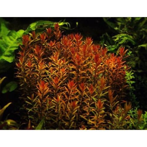 ROTOLA ĐỎ-Vảy Ốc Đỏ ( 25 ngọn)