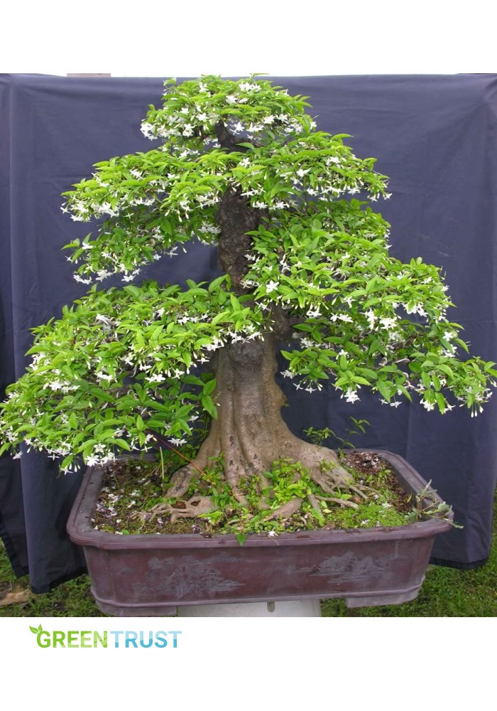 [ Cây phong thủy ] Cây mai chiếu thủy