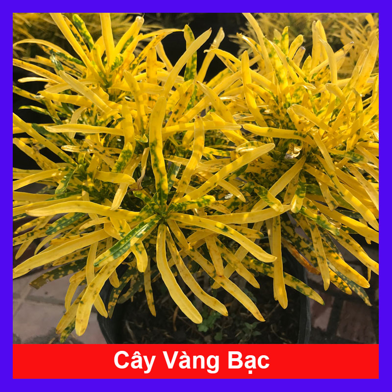 Cây vàng bạc
