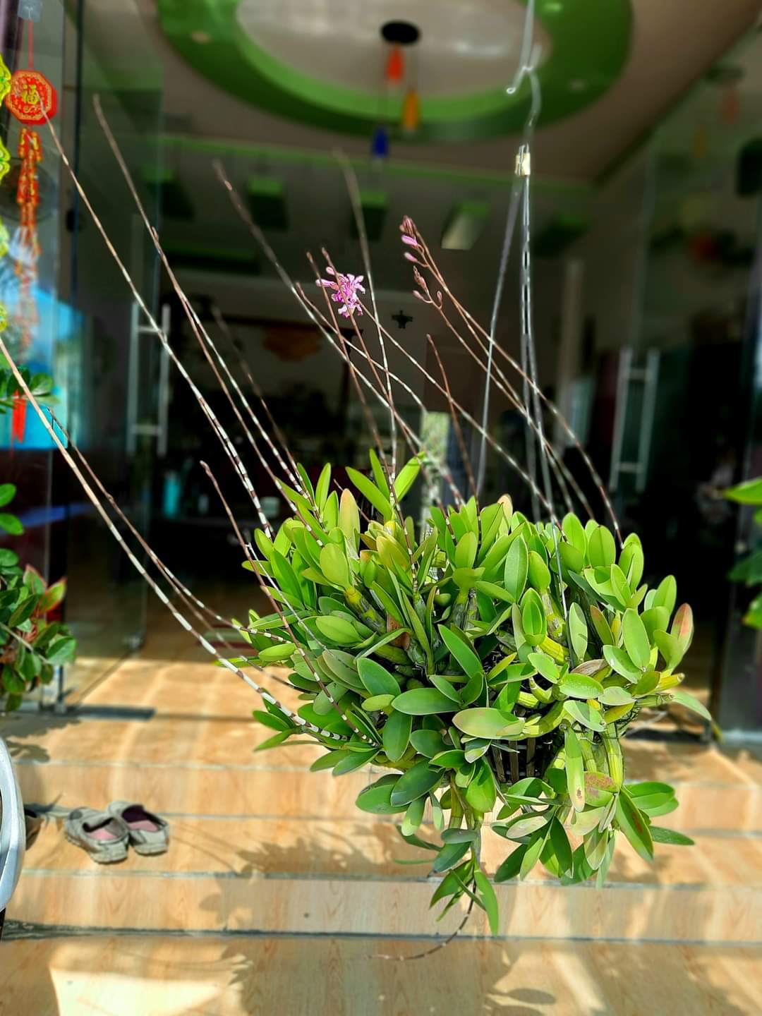 Hoa lan ống điếu