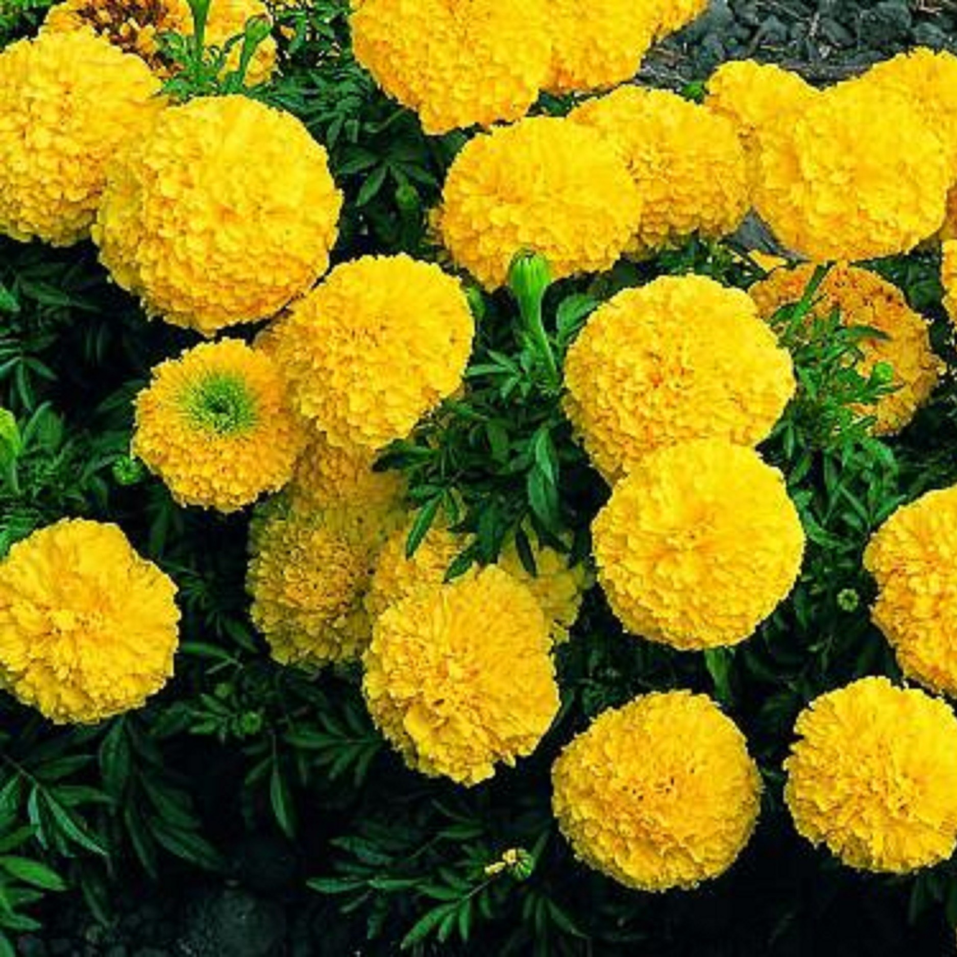Hạt giống hoa Cúc Vạn Thọ - Sao Thần nông