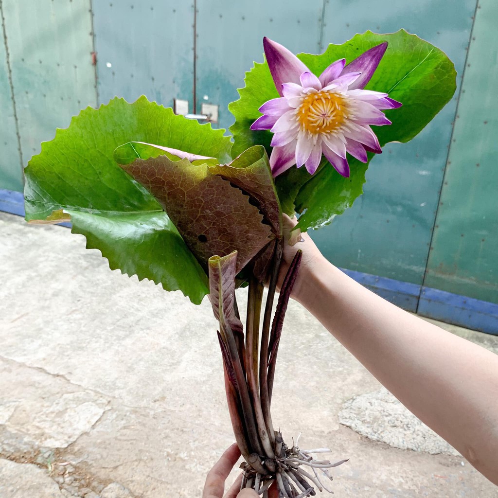 Set 5 cây hoa súng thái đủ màu