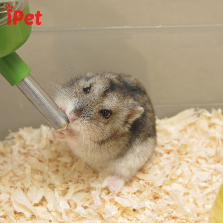 Bình Nước Hamster 125ml - Phụ Kiện Cho Thú Cưng