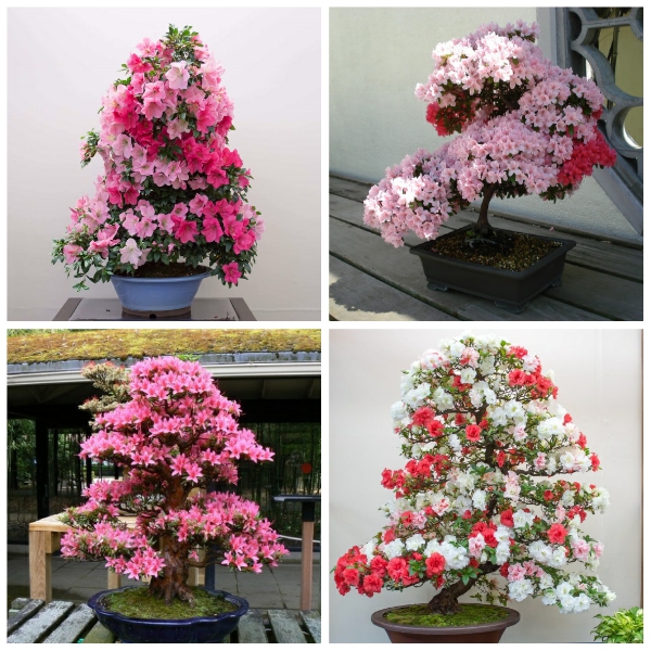 ĐỖ QUYÊN CHẬU 2 MÀU ĐANG HOA-SIÊU ĐẸP