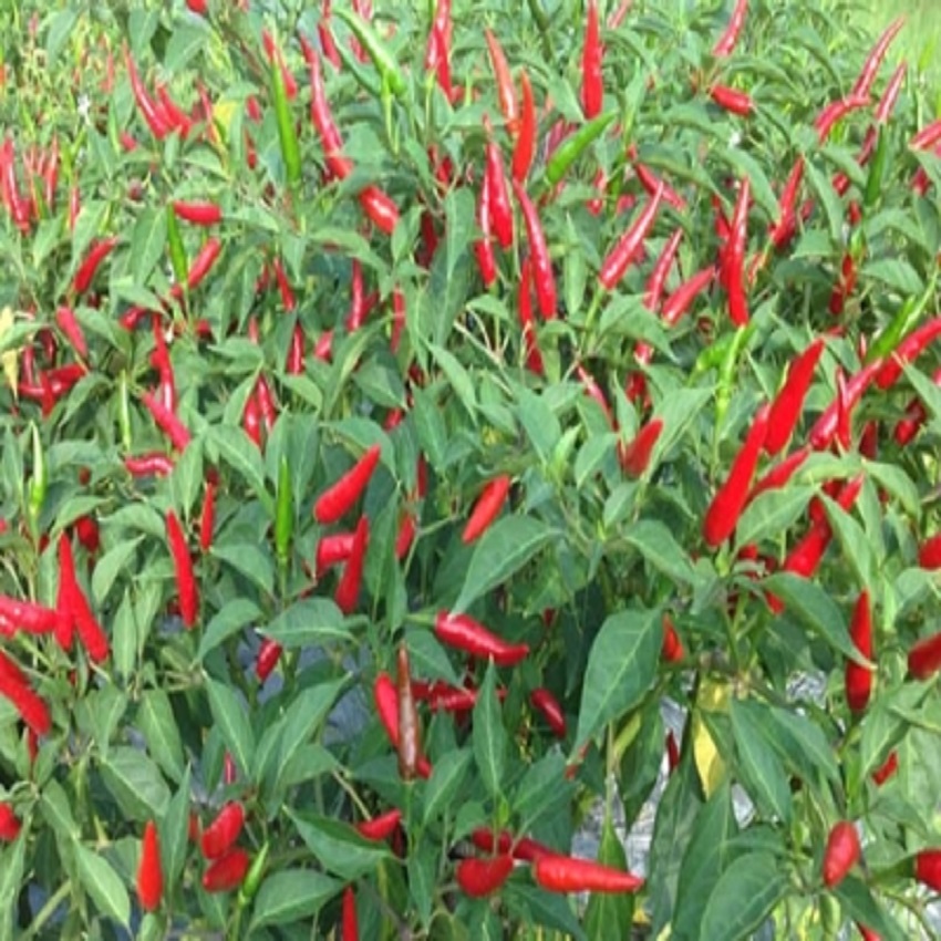 Hạt giống ớt hiểm đỏ F1 Thuận Điền (1gram)