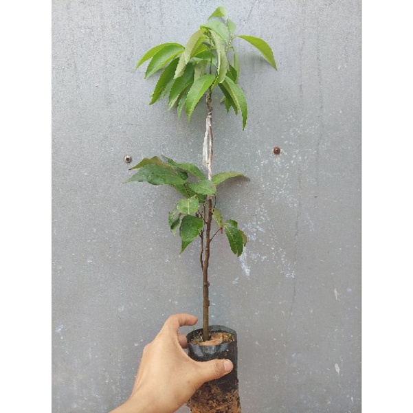 VẢI KHÔNG HẠT CÂY GHÉP
