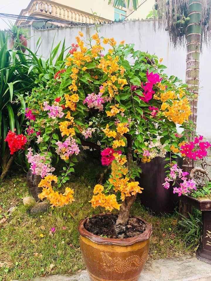 4 CÂY HOA GIẤY NGŨ SẮC ( cây giống)