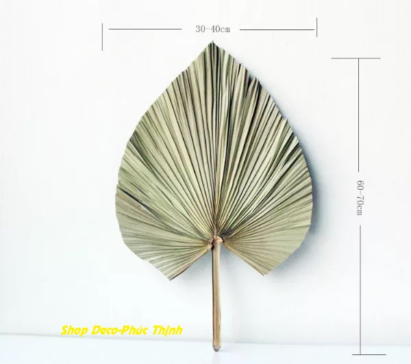 Lá Cọ Khô trang trí