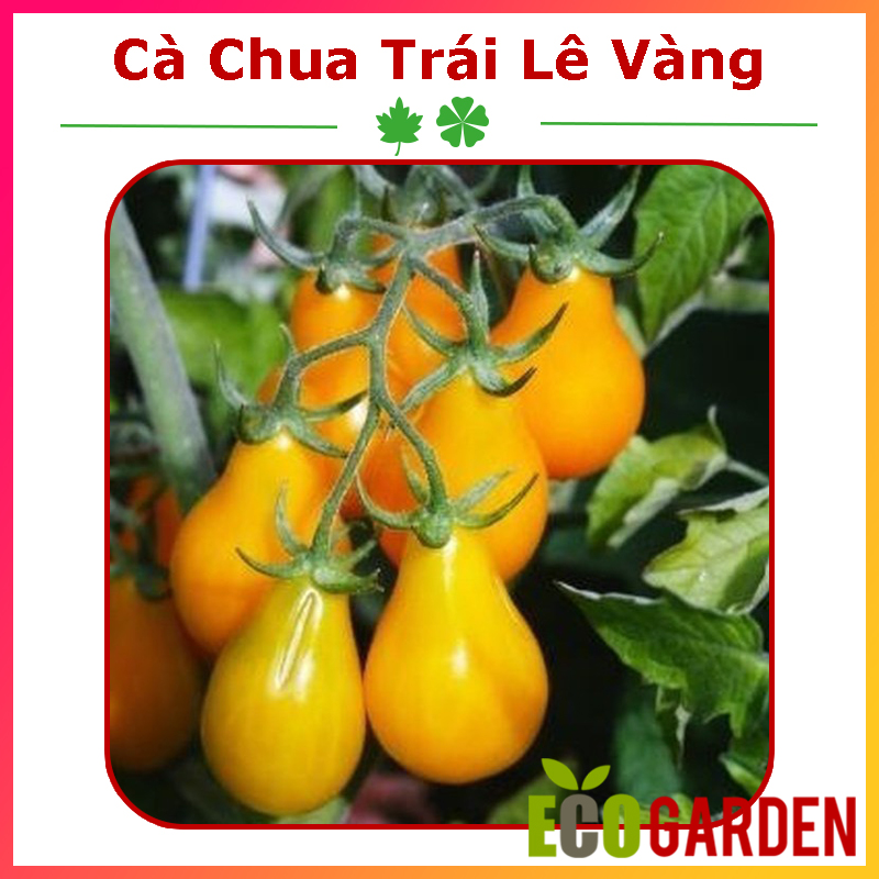 Hạt Giống Cà Chua Quả Lê Vàng (ECO.206)