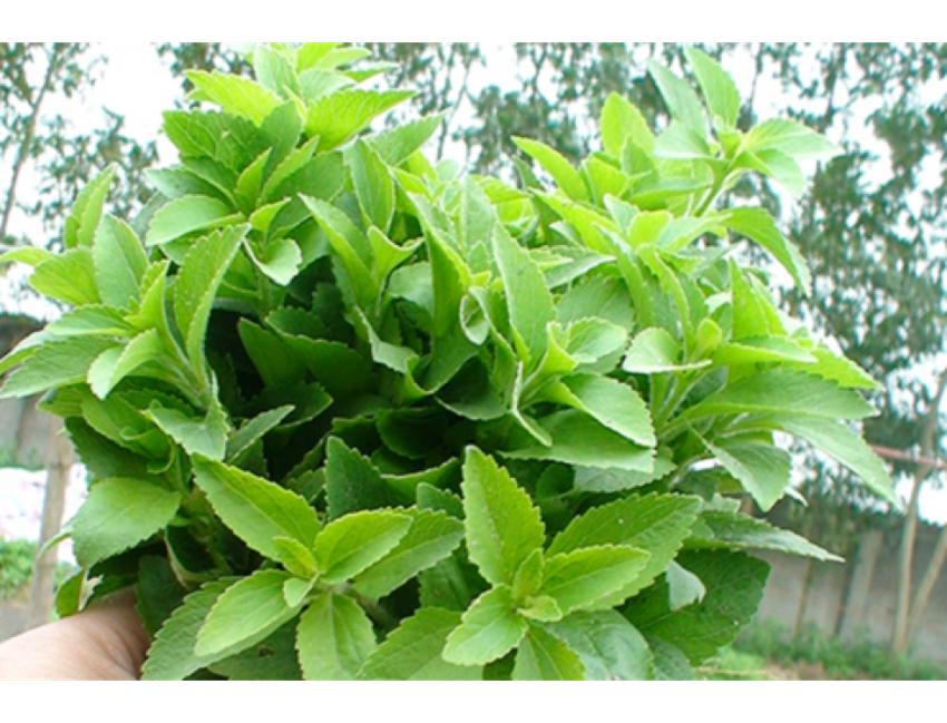 Hạt giống cỏ ngọt