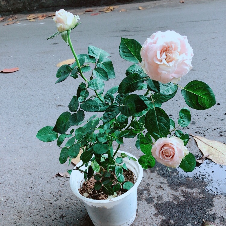 Bụi Hoa Hồng Leo
