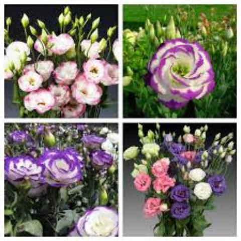 Hạt Giống Hoa Cát Tường F1. Túi 5 Hạt - Chất Lượng Cao - Kèm Quà Tặng