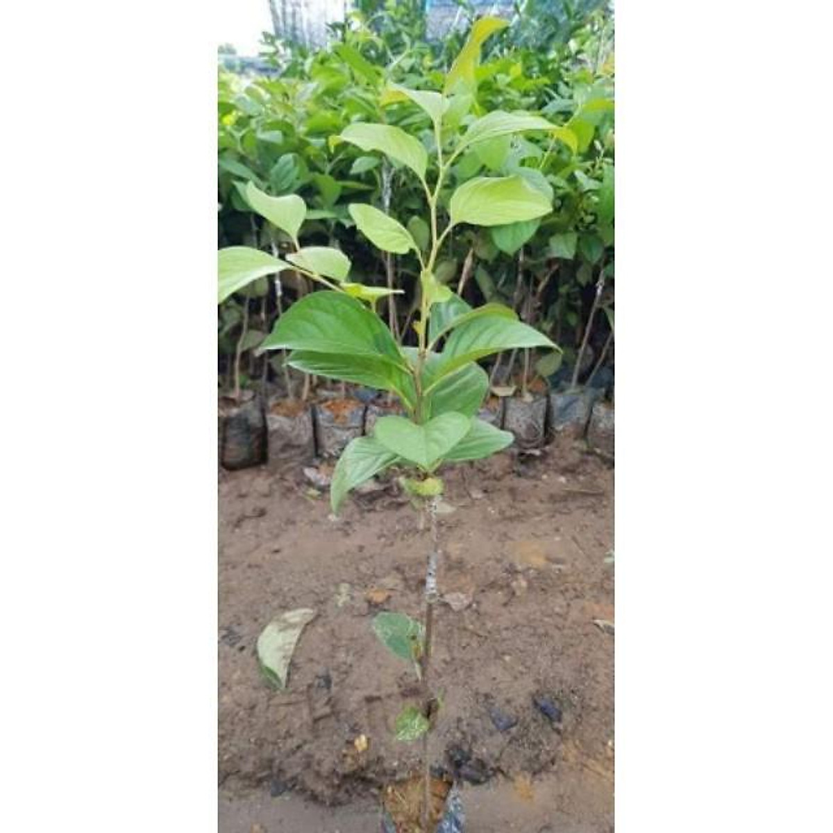 sản phẩm HỒNG ĐEN NHẬT BẢN