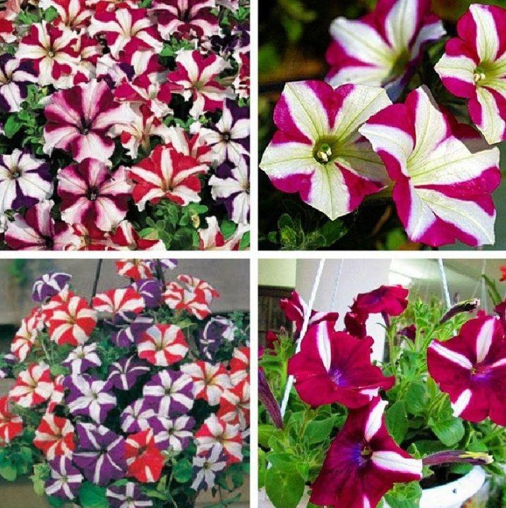 Hạt giống hoa dạ yến thảo viền nhiều màu - 1 gói 50 hạt