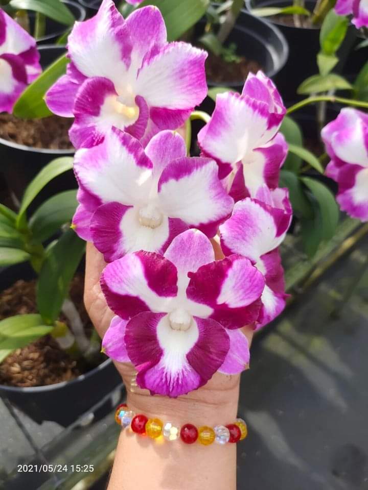 HOA LAN DEN LAI CAT MẮT RỒNG ĐỎ