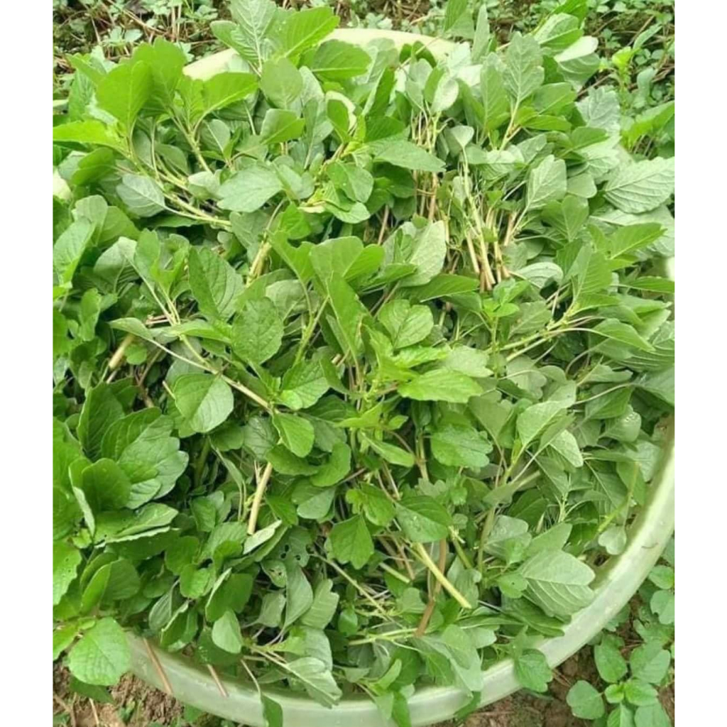 Combo 2 gói Hạt giống rau dền cơm ,dền mini-gói 10gram(tặng kèm phân bón)