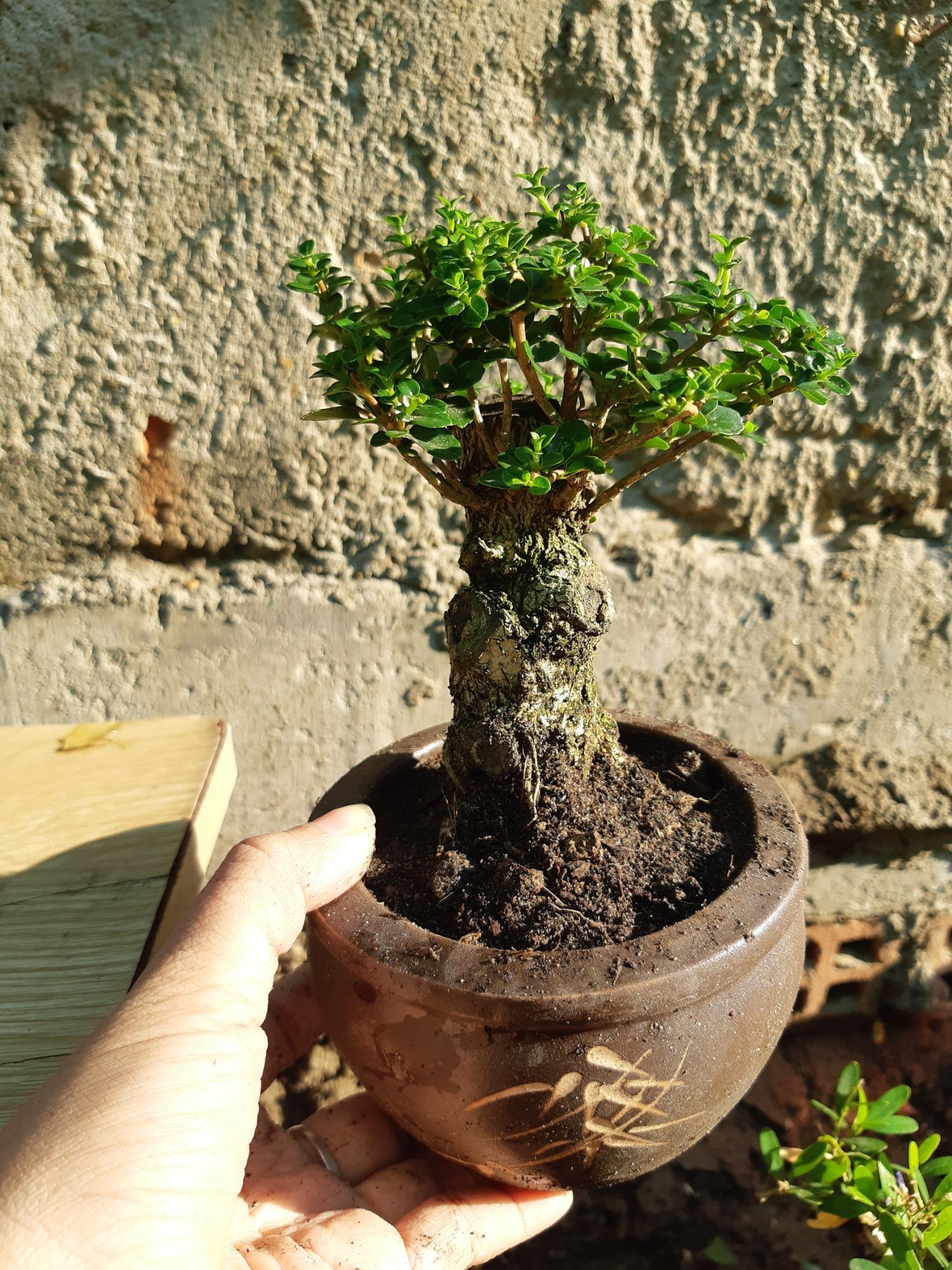 sam hương gốc già TẶNG CHẬU