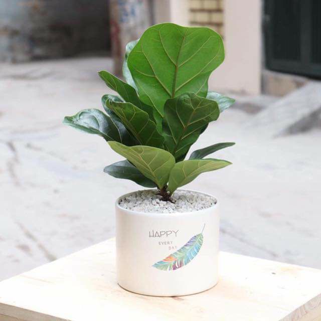 Cây bàng singapore - cây bàng singapore chậu sứ - cây bàng singapore thật - cây bàng singapore mini cao - cây để bàn - cây để bàn làm việc - cây để bàn phong thủy - cây để bàn mini - cây để bàn trang trí - cây để bàn văn phòng