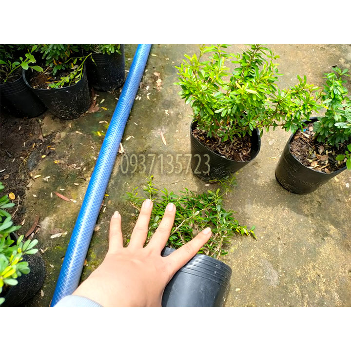 [HCM]CÂY LINH SAM 86 CAO TỪ 10-15 CM