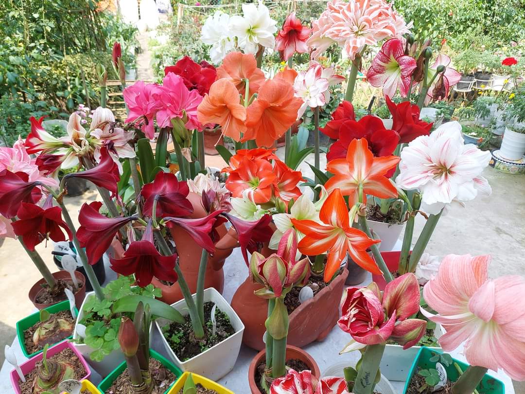 Hoa Lan Huệ- củ giống