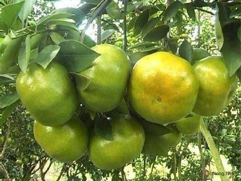 cây giống quýt đường thái lan