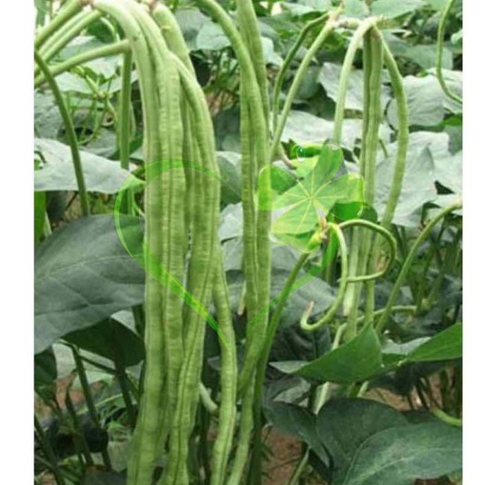 Hạt giống đậu đũa hạt đen (đậu đũa móng chim) - gói 20 gram