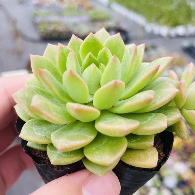 SEN ĐÁ MẶT TRỜI GIỐNG MỚI SIZE BÉ LỖI 1 ĐỔI 1