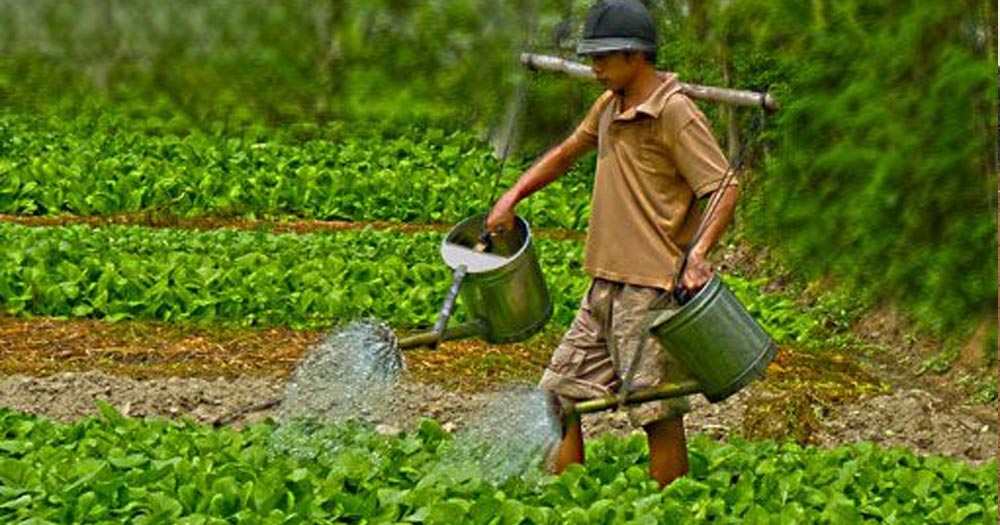 Siêu Bật Chồi - Mập cọng - Lớn lá - Bung đọt (50g/gói)