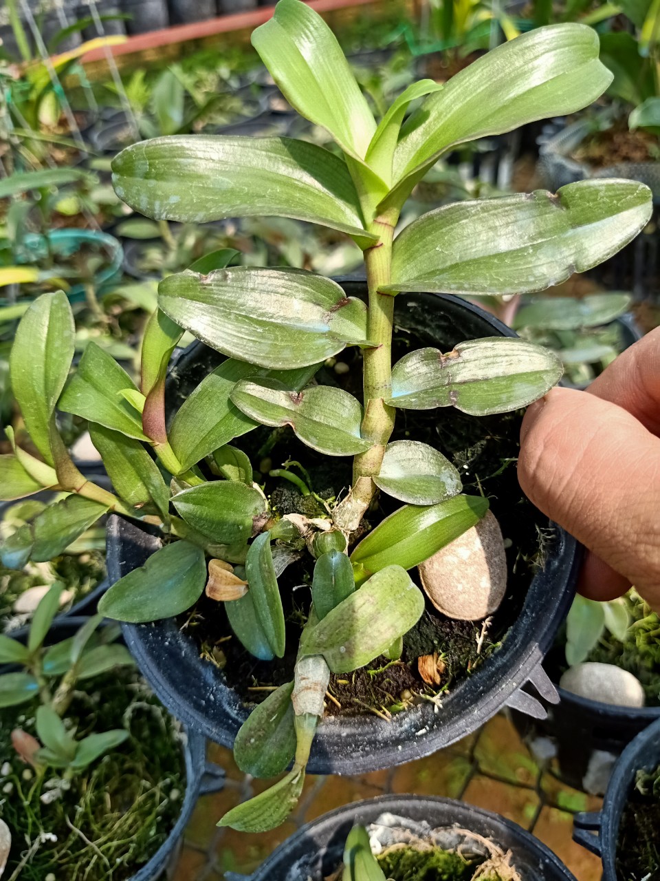 Phi Điệp Hồng Bích Quyết CÂY RA CHAI NĂM HAI