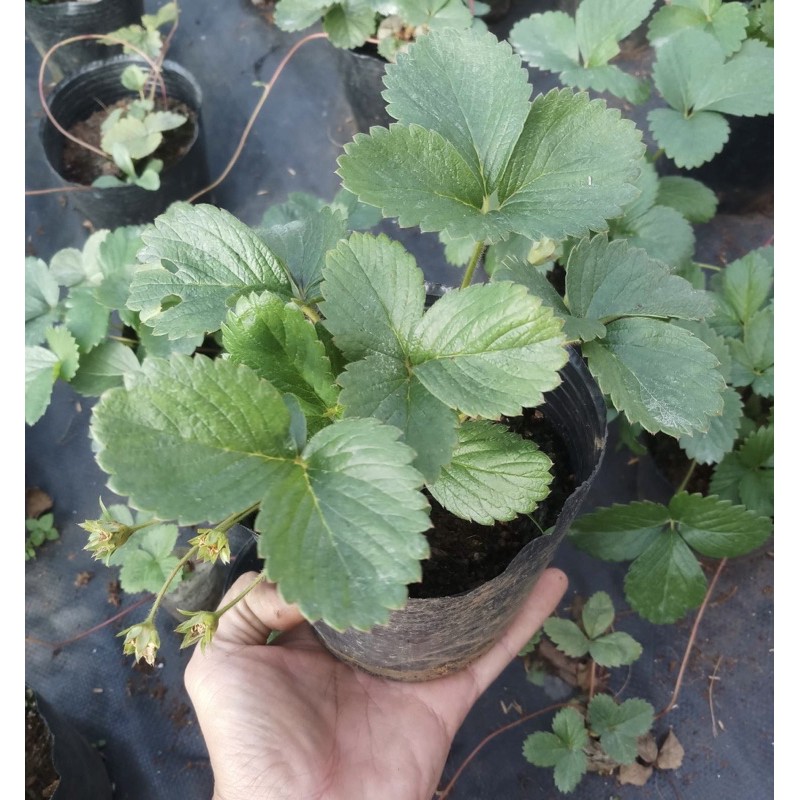 Chậu Dâu Tây Đà Lạt