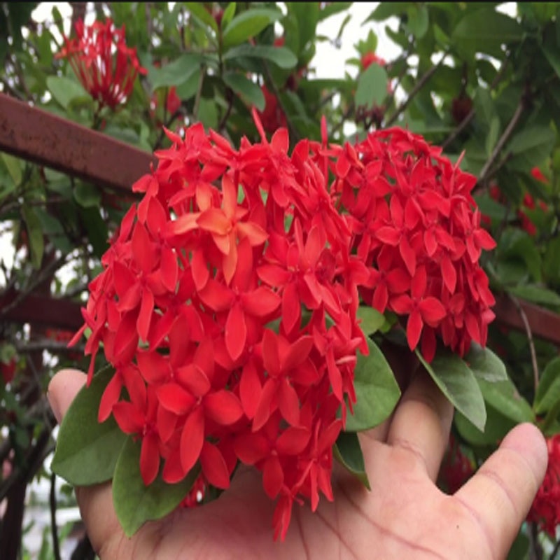 Mẫu Đơn Mỹ Đỏ - cây bông trang mỹ