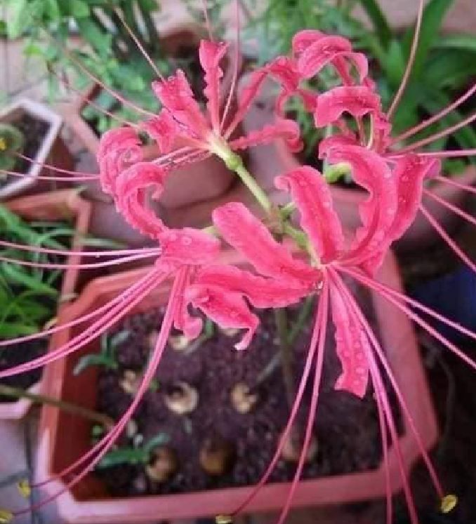 Củ giống hoa bỉ ngạn hoa màu hồng ( 1 củ + 1 viên nén xơ dừa ươm củ )