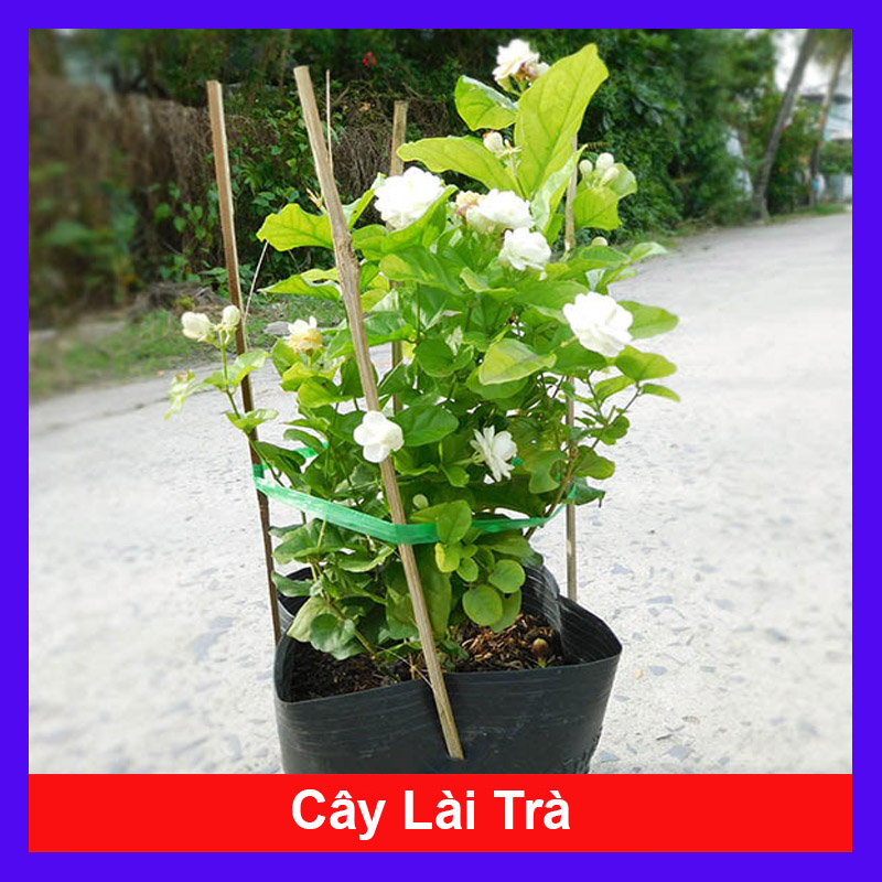 Cây Lài Trà hoa thơm - Cây cảnh sân vườn