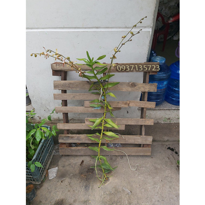 [HCM]hoa lan bò cạp rằn -có 2 vòi hoa