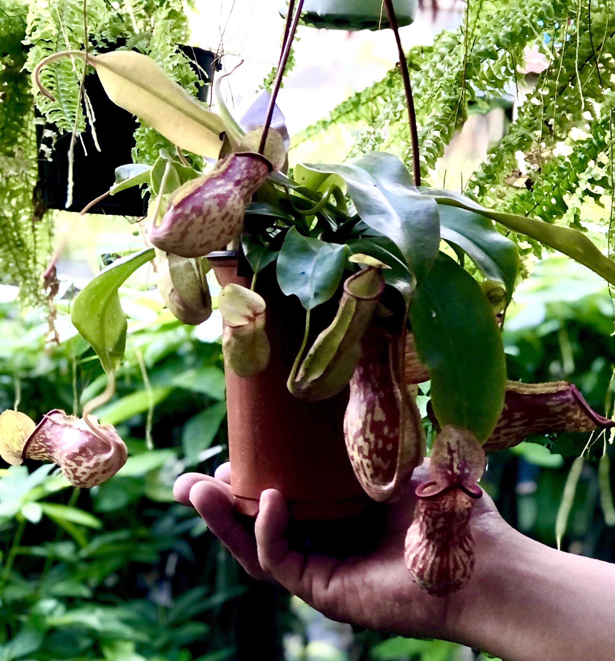 Chậu treo cây Nắp Ấm