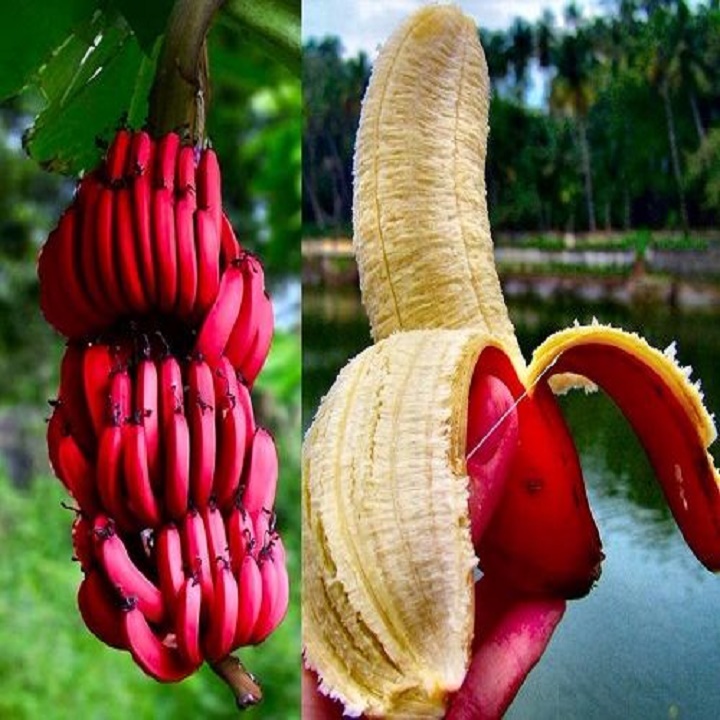 CÂY GIỐNG CHUỐI TÂY ĐỎ DACCA