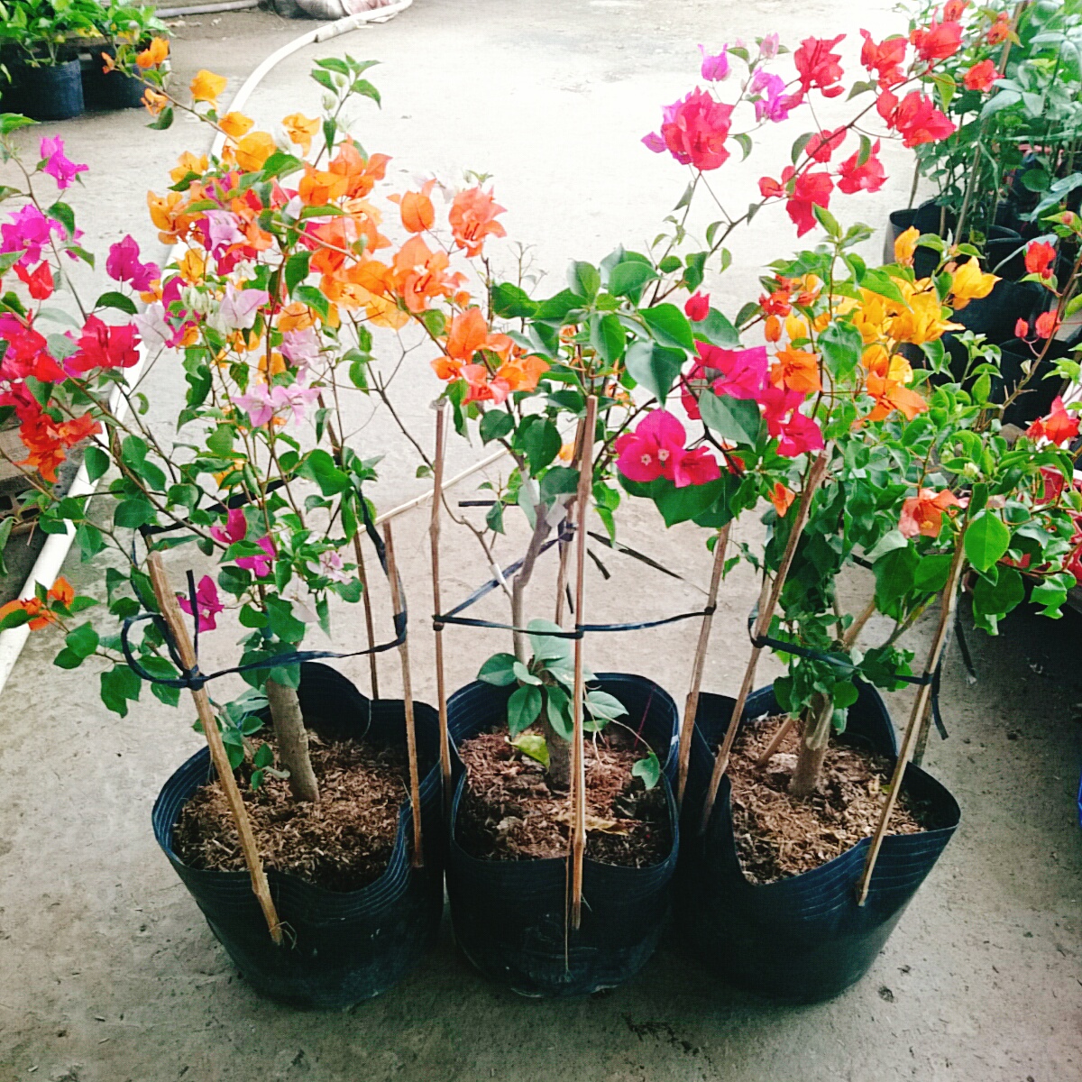 Cây Hoa Giấy Ngũ Sắc (Chuẩn đẹp 100%) - cây cảnh để bàn