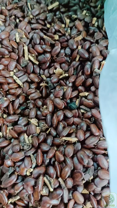200gram hạt giống cây me tây