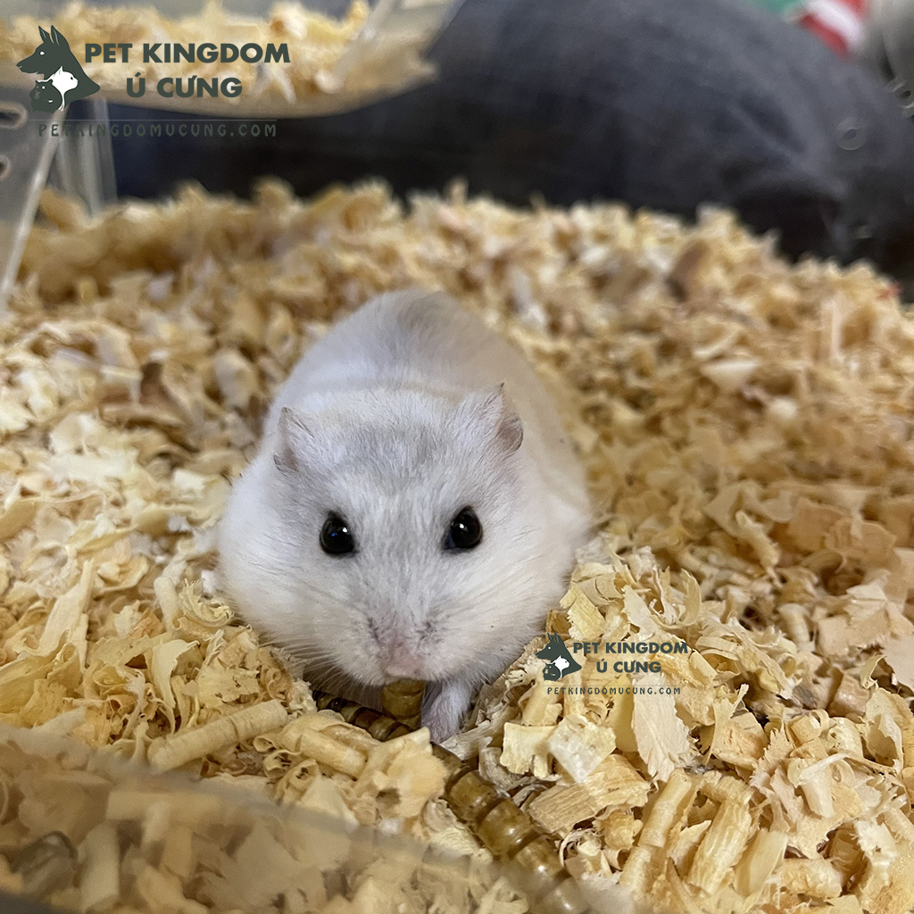 Mùn thơm lót chuồng cho hamster túi 500gr