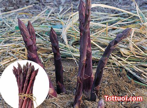 GÓI 30 HẠT MĂNG TÂY TÍM F1