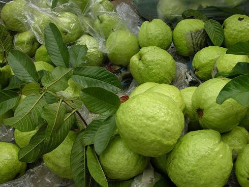 Cây giống ổi găng