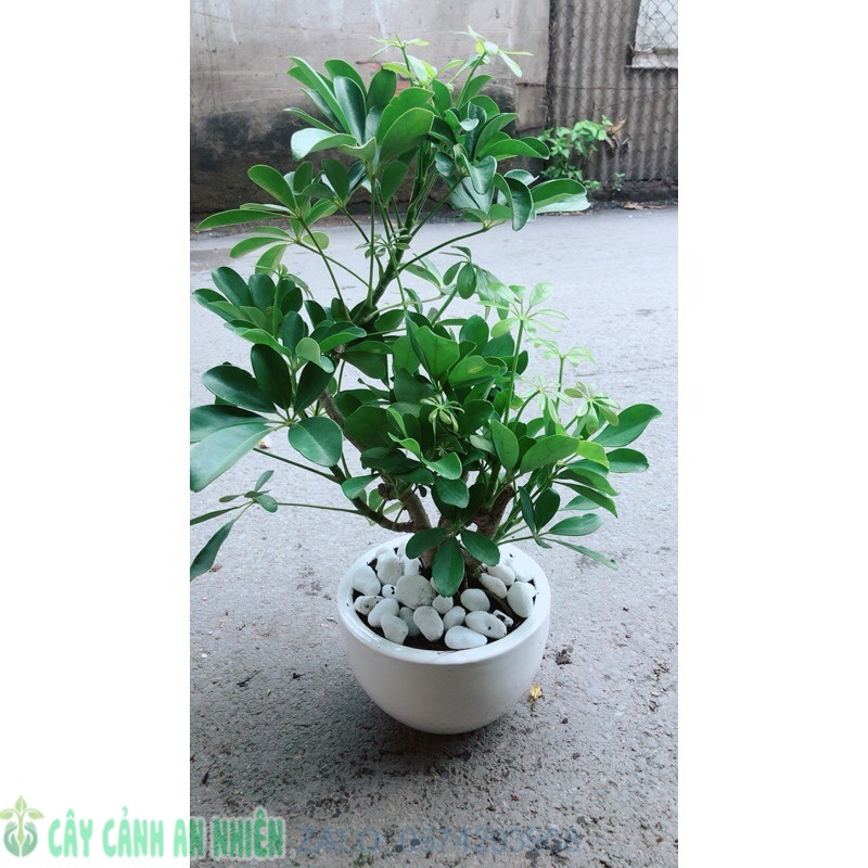 Chậu cây ngũ gia bì