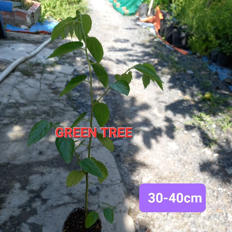 1 cây giống trứng cá