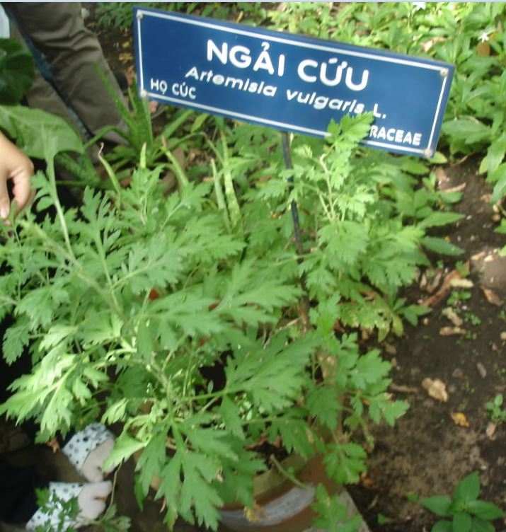 Hạt Giống Rau Ngải Cứu -50 hạt/gói
